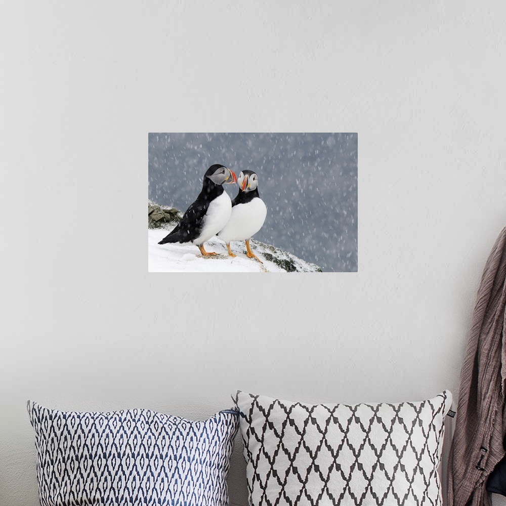 A bohemian room featuring Two Atlantic Puffins in snowfall