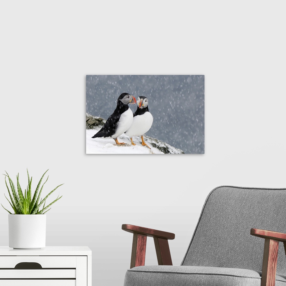 A modern room featuring Two Atlantic Puffins in snowfall
