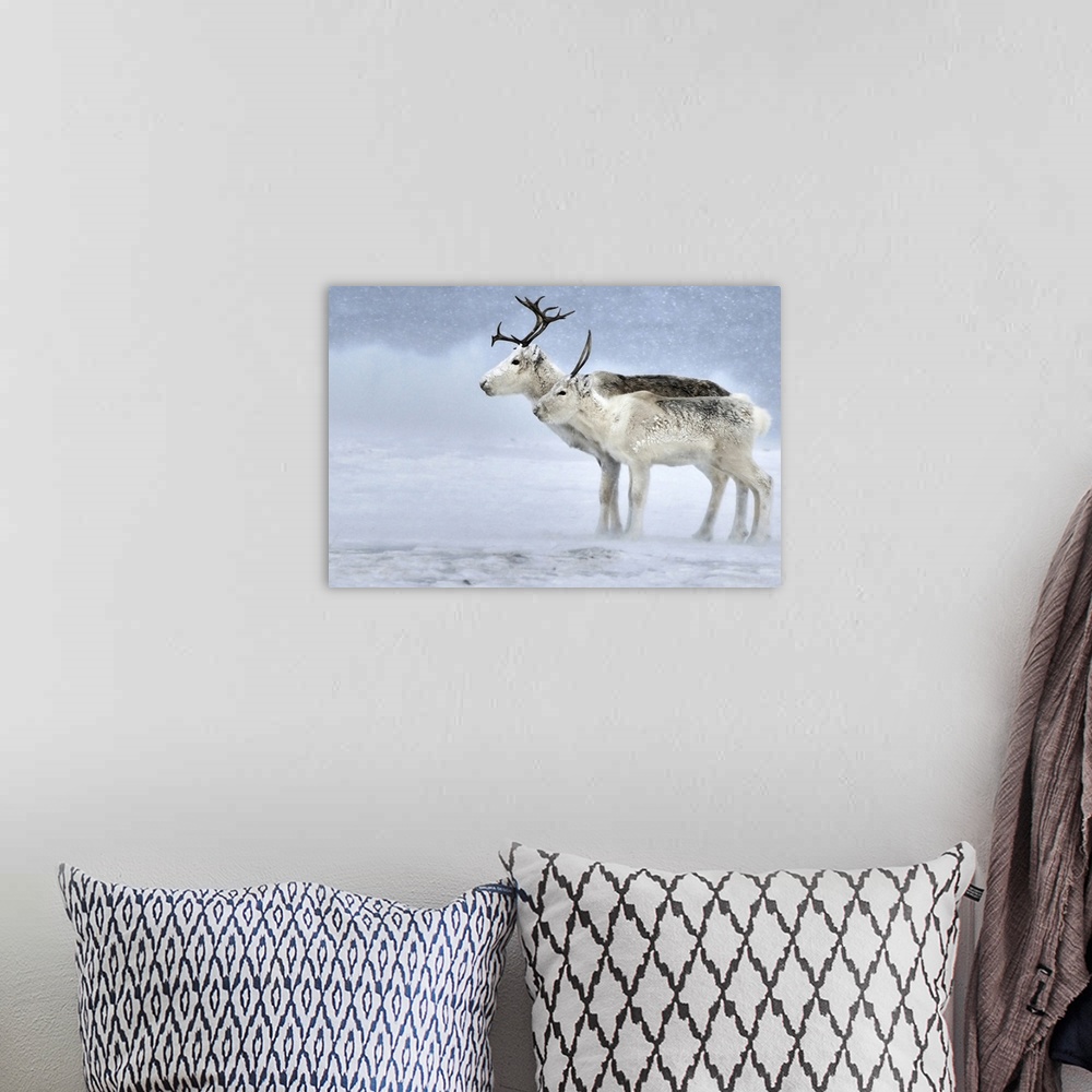 A bohemian room featuring Two Reindeer during a blizzard