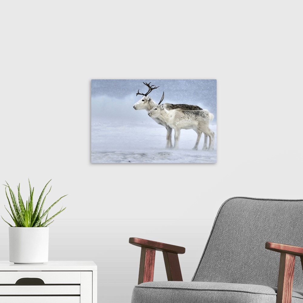 A modern room featuring Two Reindeer during a blizzard
