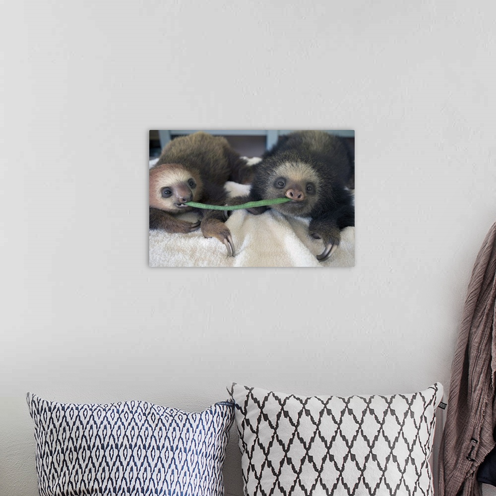 A bohemian room featuring Hoffmann's Two-toed Sloth Choloepus hoffmanniOrphaned babies sharing string beanAviarios Sloth Sa...
