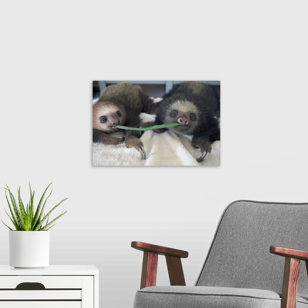 A modern room featuring Hoffmann's Two-toed Sloth Choloepus hoffmanniOrphaned babies sharing string beanAviarios Sloth Sa...