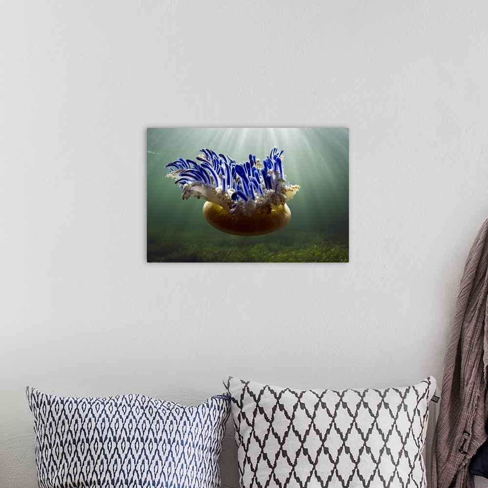 A bohemian room featuring Landscape photograph of an upside down jellyfish (Cassiopeia sp.) floating through sunlit waters ...