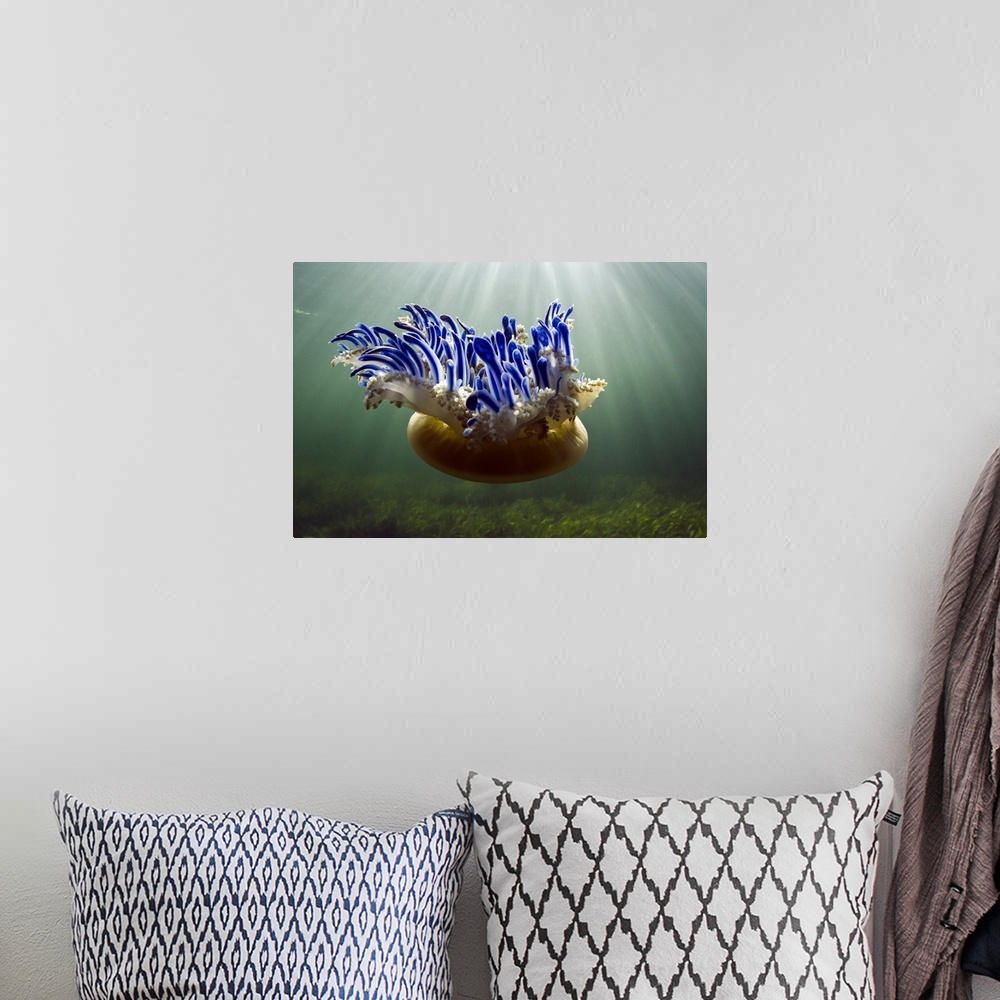 A bohemian room featuring Landscape photograph of an upside down jellyfish (Cassiopeia sp.) floating through sunlit waters ...
