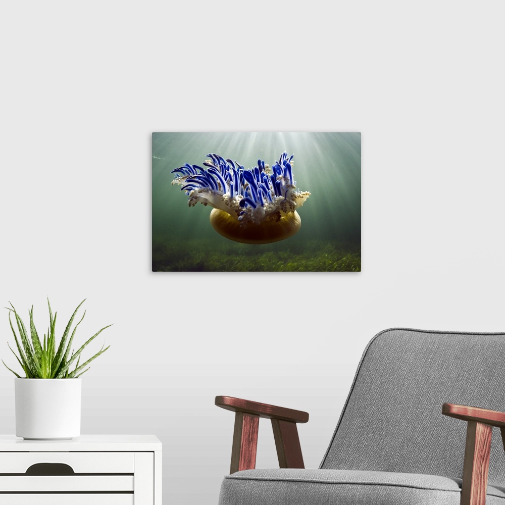 A modern room featuring Landscape photograph of an upside down jellyfish (Cassiopeia sp.) floating through sunlit waters ...