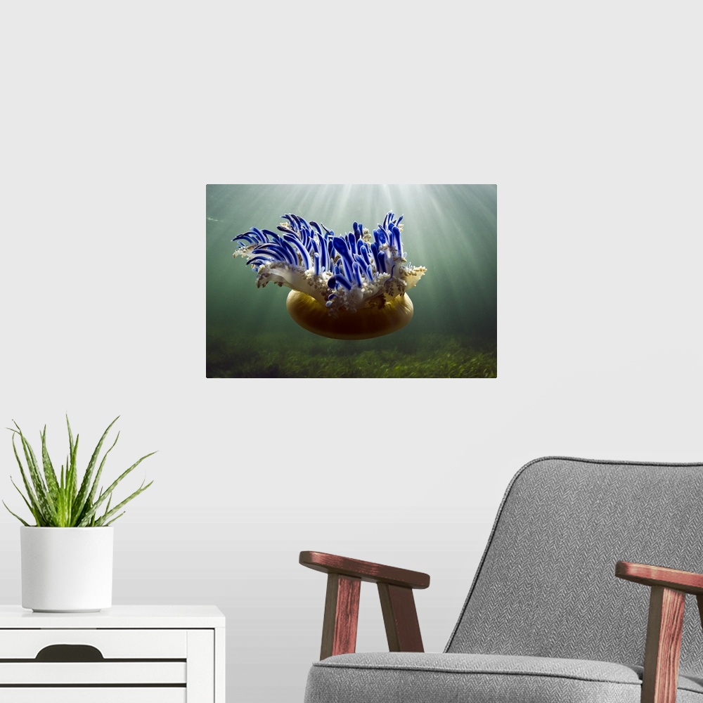A modern room featuring Landscape photograph of an upside down jellyfish (Cassiopeia sp.) floating through sunlit waters ...