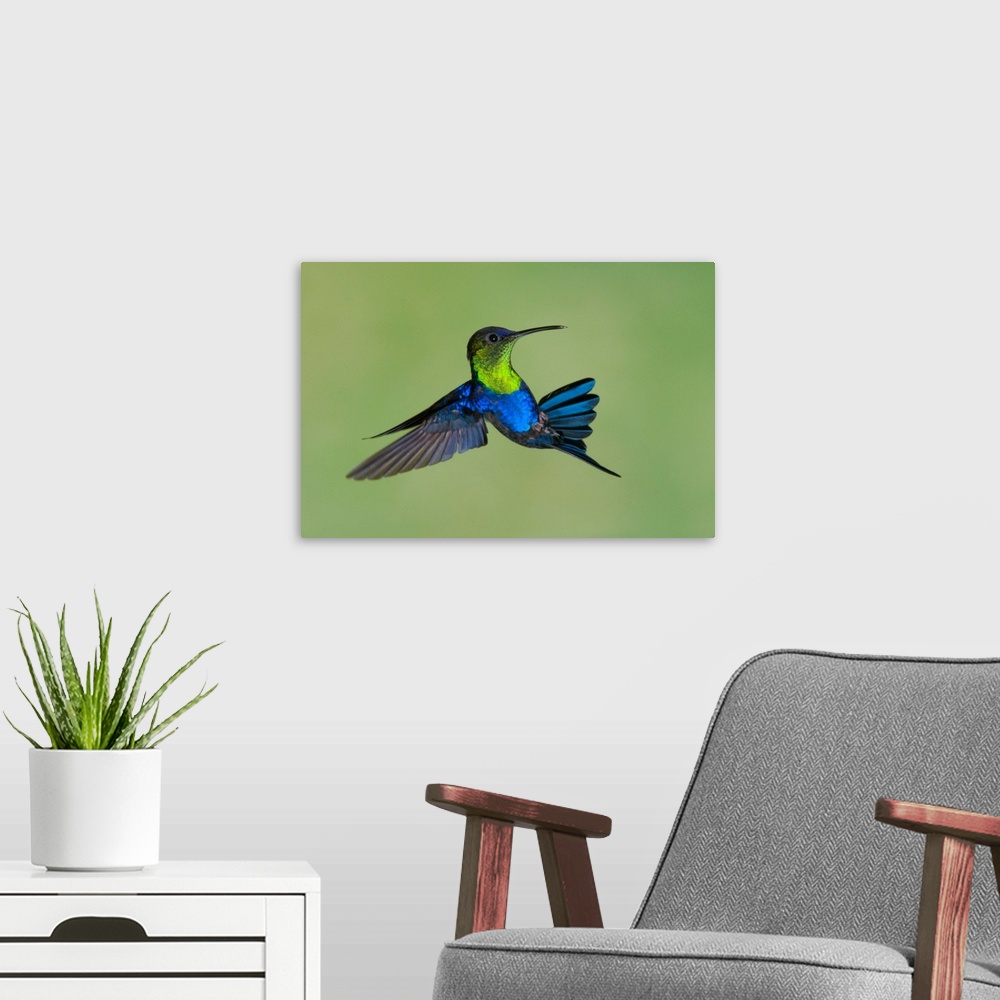 A modern room featuring violet-crowned woodnyph Thalurania colombica, male, high-speed flash, bird, costa rica