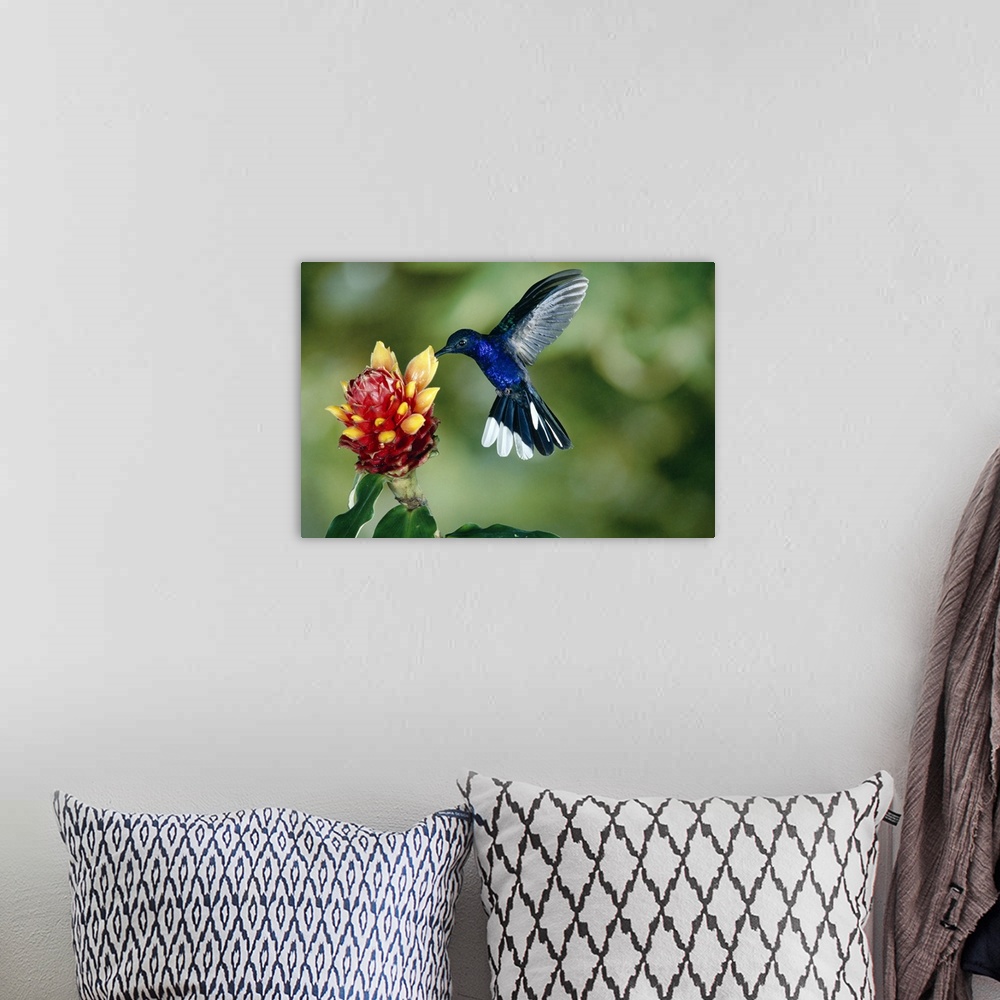 A bohemian room featuring Violet Sabre-wing hummingbird feeding on Spiral Flag ginger, Costa Rica