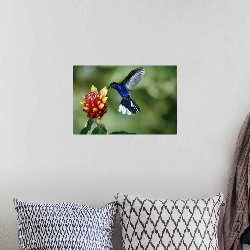 A bohemian room featuring Violet Sabre-wing hummingbird feeding on Spiral Flag ginger, Costa Rica