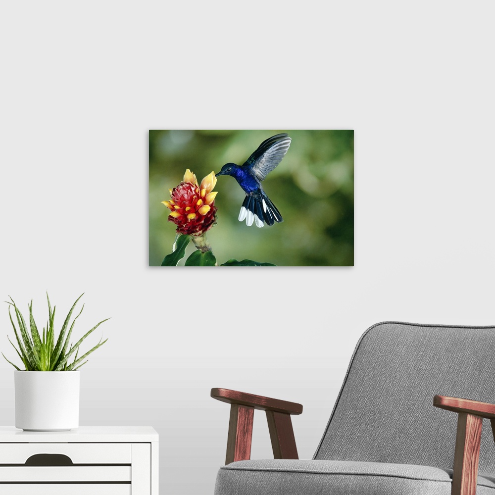 A modern room featuring Violet Sabre-wing hummingbird feeding on Spiral Flag ginger, Costa Rica