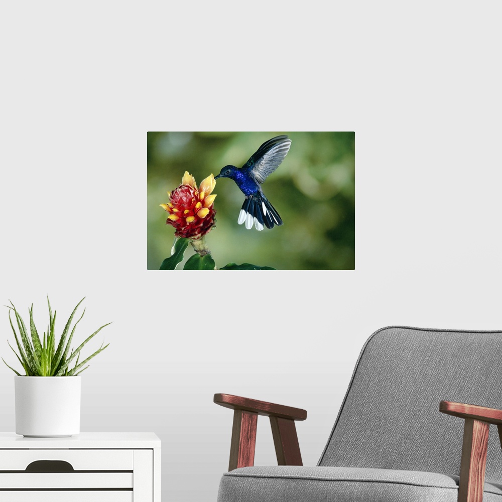 A modern room featuring Violet Sabre-wing hummingbird feeding on Spiral Flag ginger, Costa Rica