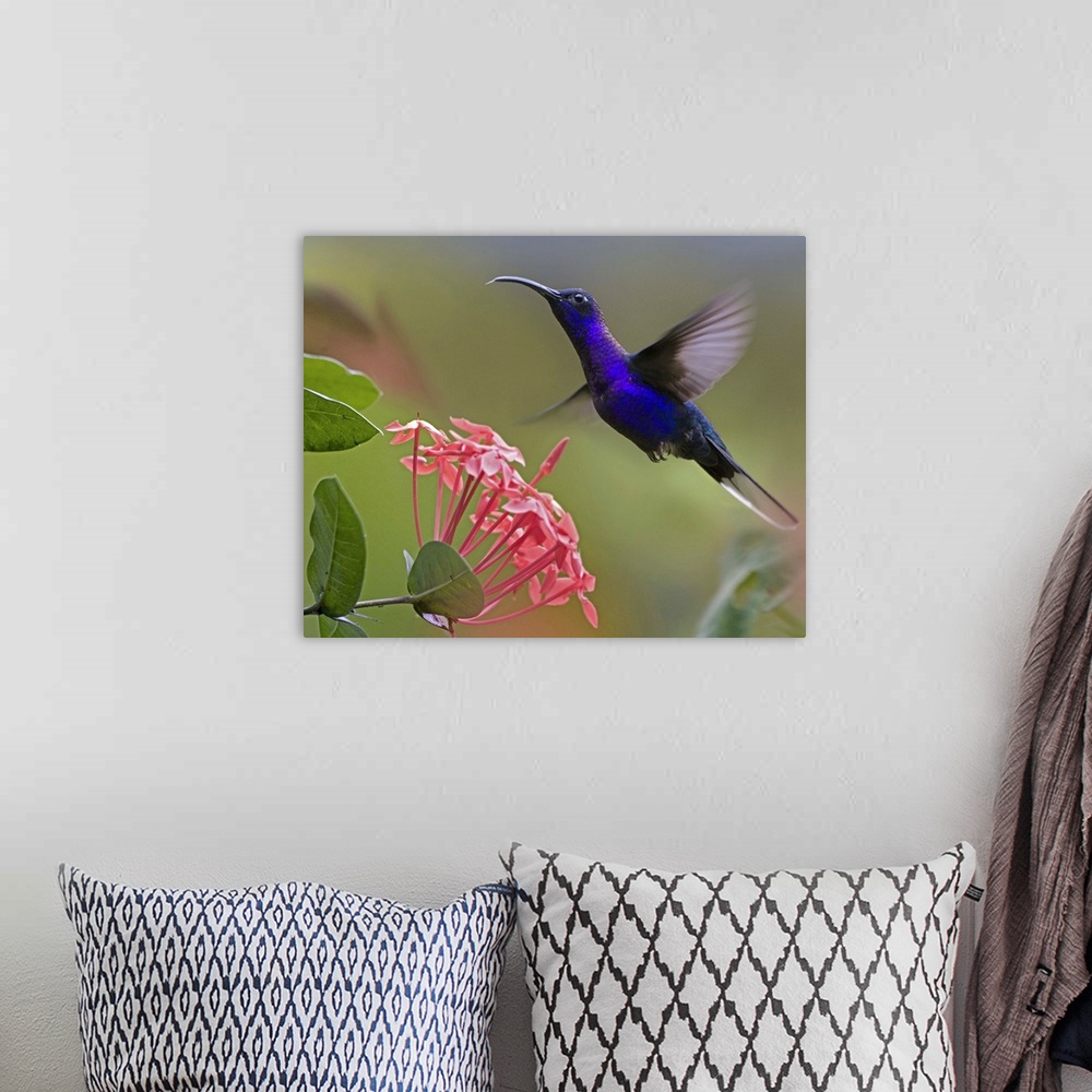 A bohemian room featuring Violet Sabre-wing male hummingbird feeding at flower, Costa Rica