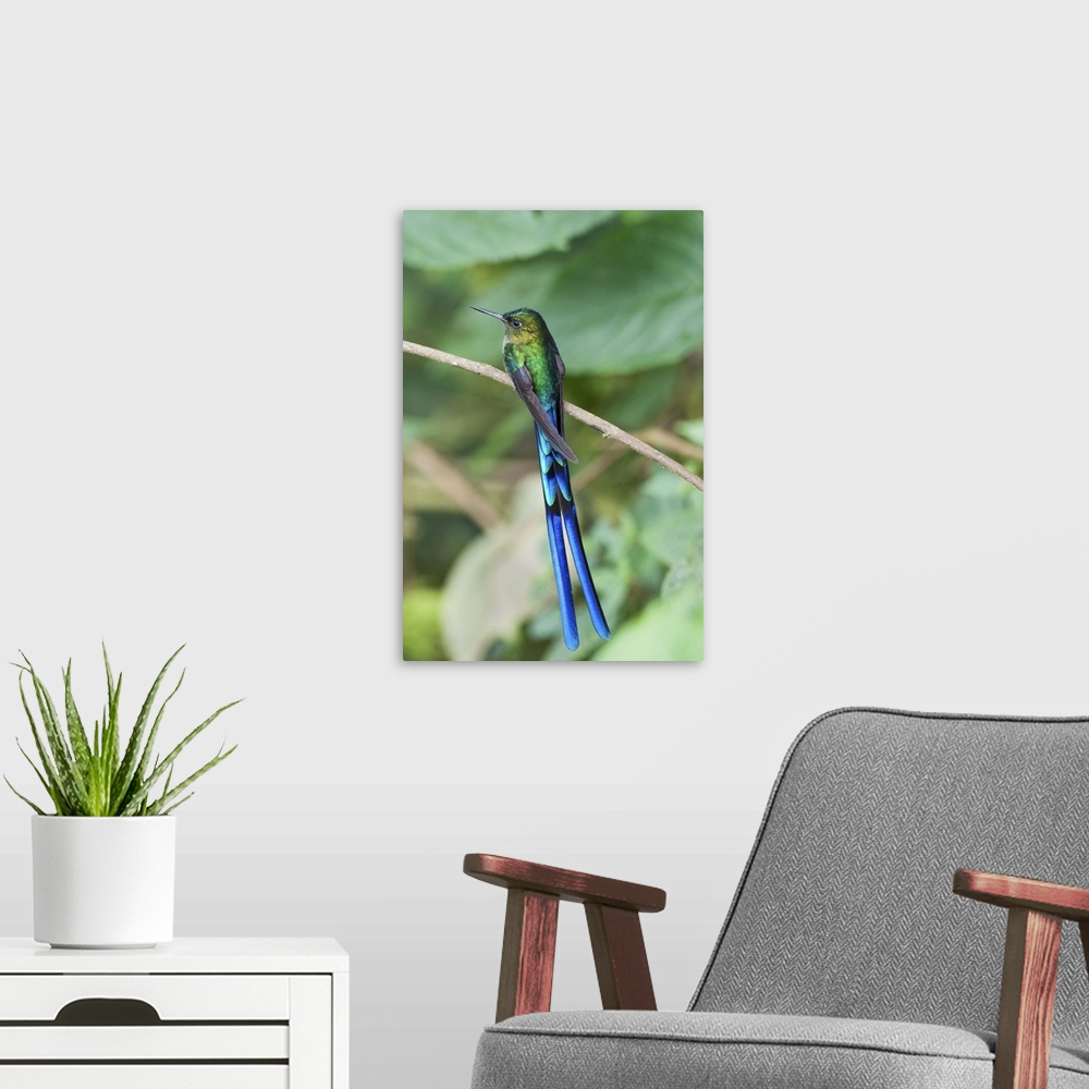 A modern room featuring Violet-tailed Sylph hummingbird, Bellavista Cloud Forest Reserve, Ecuador