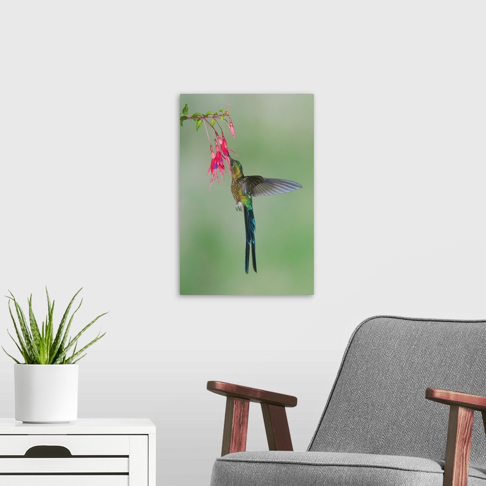 A modern room featuring Violet-tailed Sylph hummingbird feeding on flower nectar, Ecuador