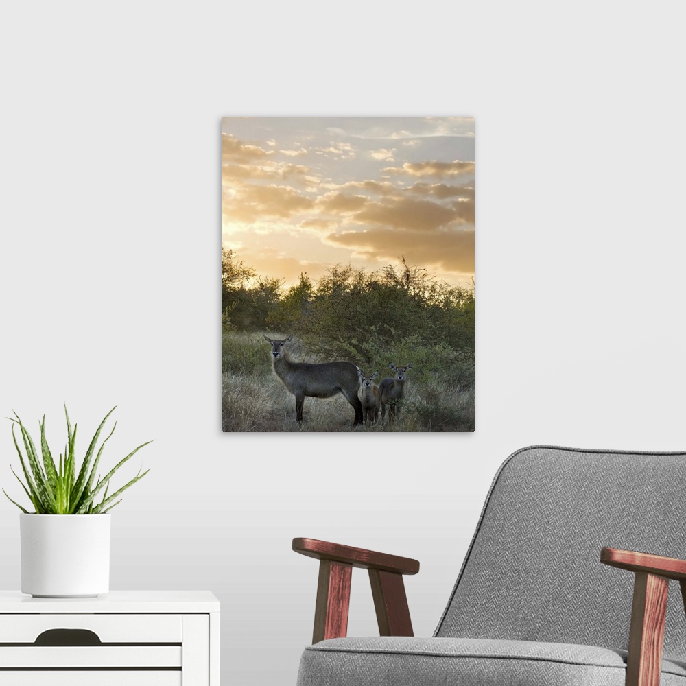 A modern room featuring Waterbuck (Kobus ellipsiprymnus) mother and calf, Kruger National Park, South Africa