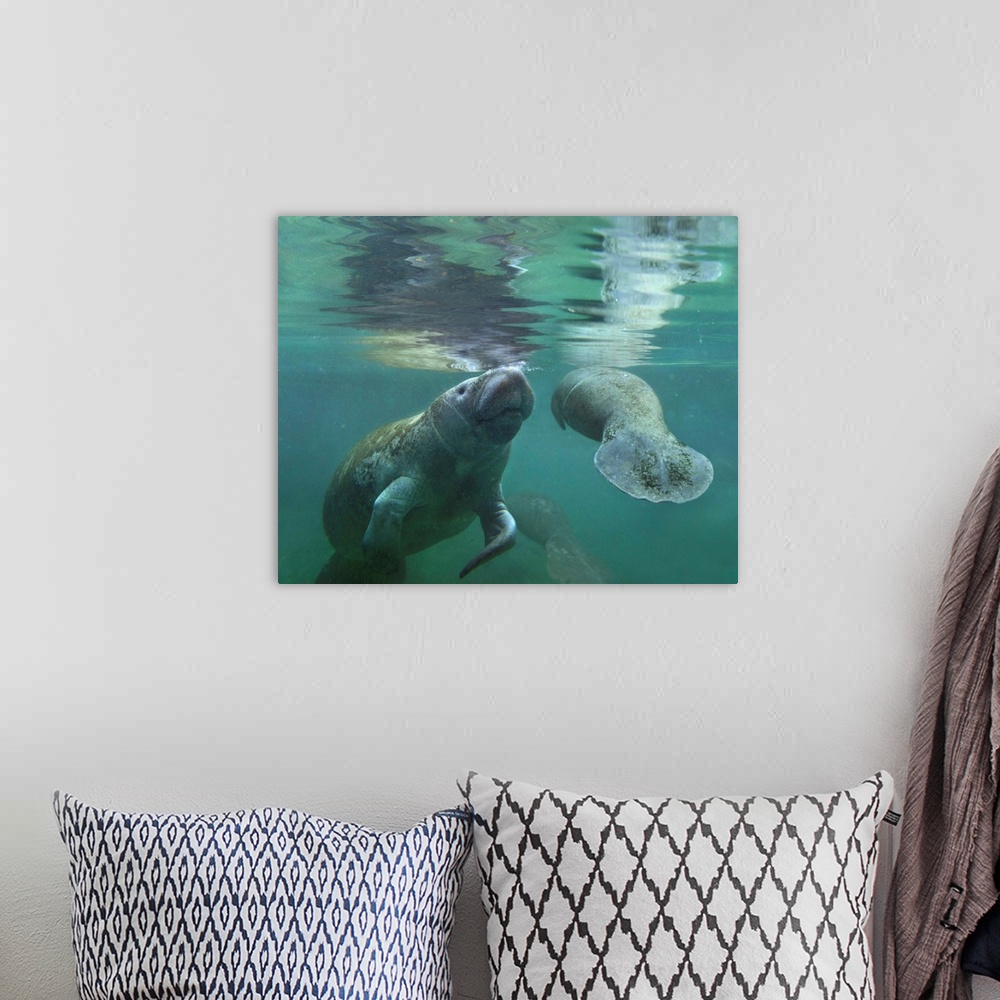 A bohemian room featuring West Indian Manatee  mother and calf surfacing, Crystal River, Florida