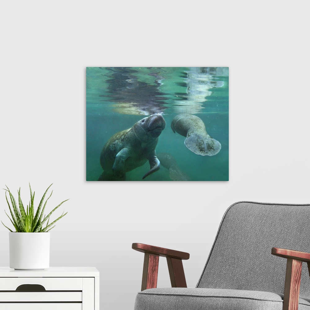 A modern room featuring West Indian Manatee  mother and calf surfacing, Crystal River, Florida