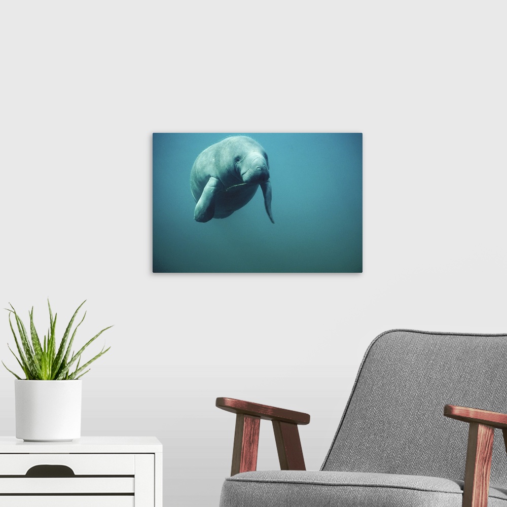 A modern room featuring West Indian Manatee or Sea Cow (Trichechus manatus) wintering in clear spring waters, Crystal Riv...