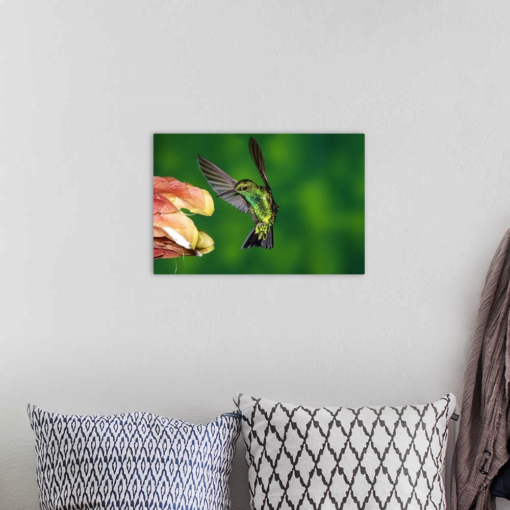 A bohemian room featuring Western Emerald hummingbird feeding on flower, Andes, Ecuador