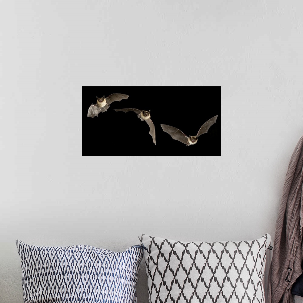 A bohemian room featuring A digital composite capturing the acrobatic maneuvers of three western long-eared myotis (Myotis ...