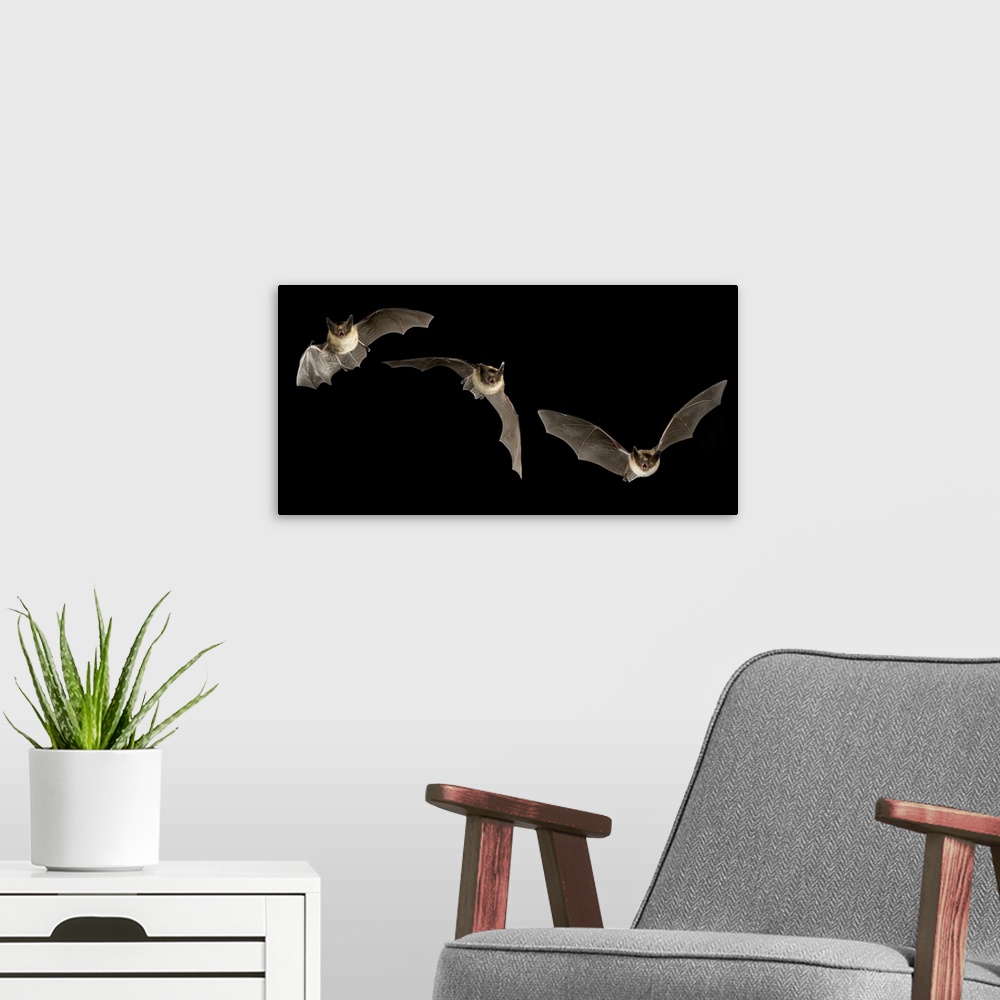 A modern room featuring A digital composite capturing the acrobatic maneuvers of three western long-eared myotis (Myotis ...
