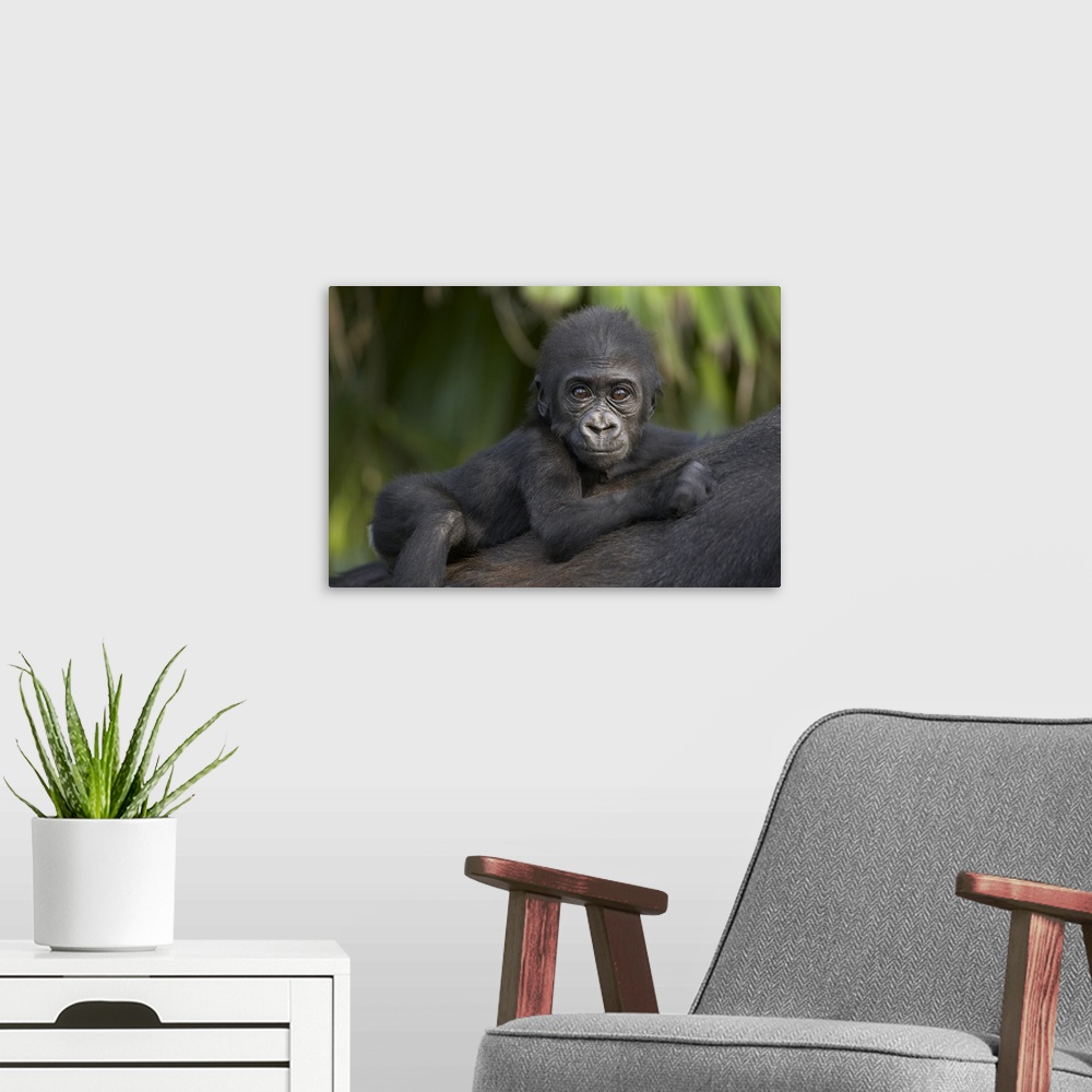 A modern room featuring Western Lowland Gorilla baby clinging to mother's back, critically endangered