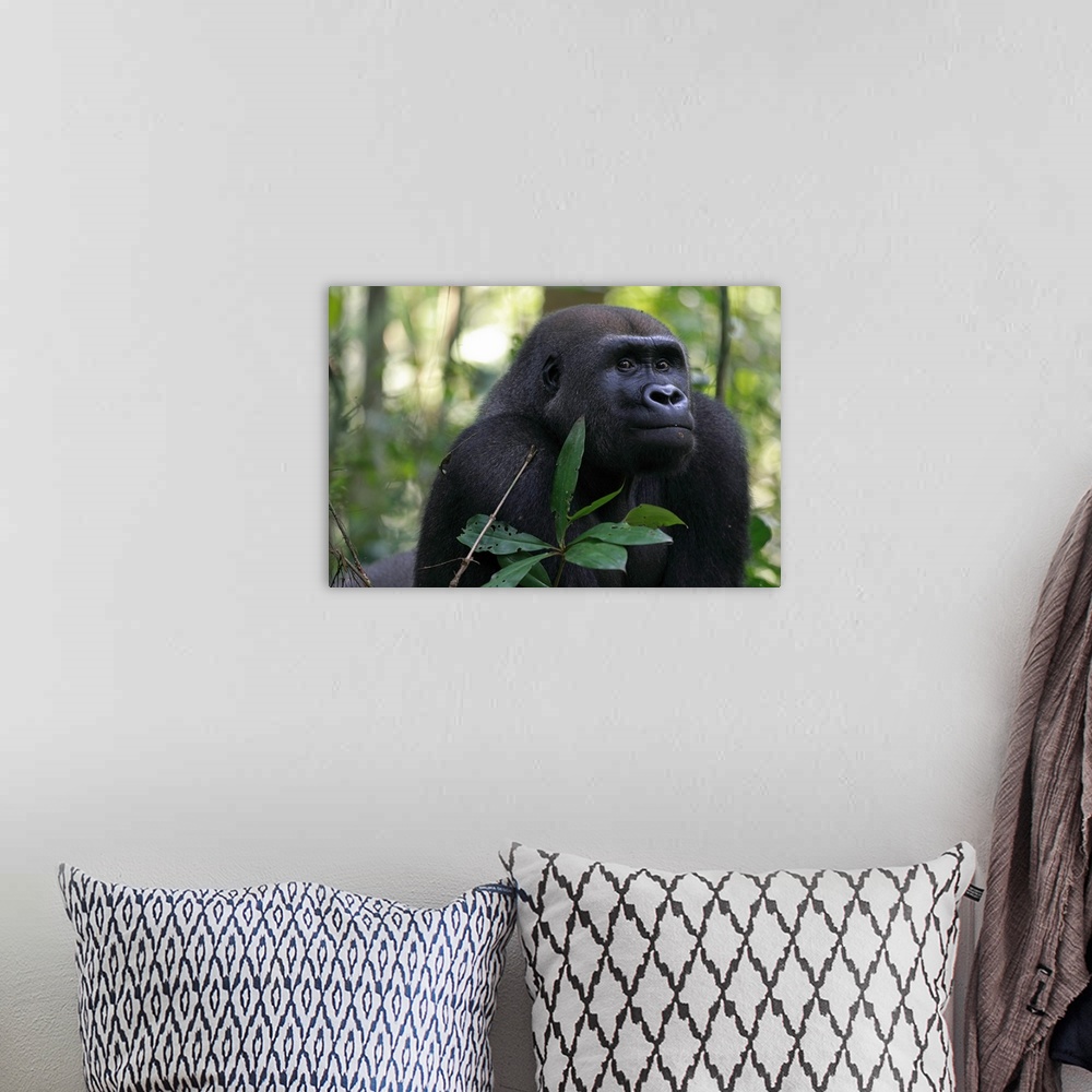 A bohemian room featuring Western lowland gorilla / Gorilla gorilla gorillaTonga, a 15 years old silver back gorilla back t...