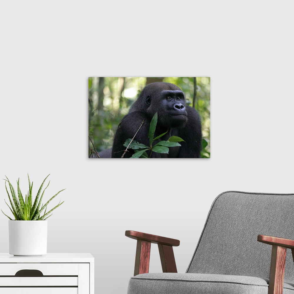 A modern room featuring Western lowland gorilla / Gorilla gorilla gorillaTonga, a 15 years old silver back gorilla back t...