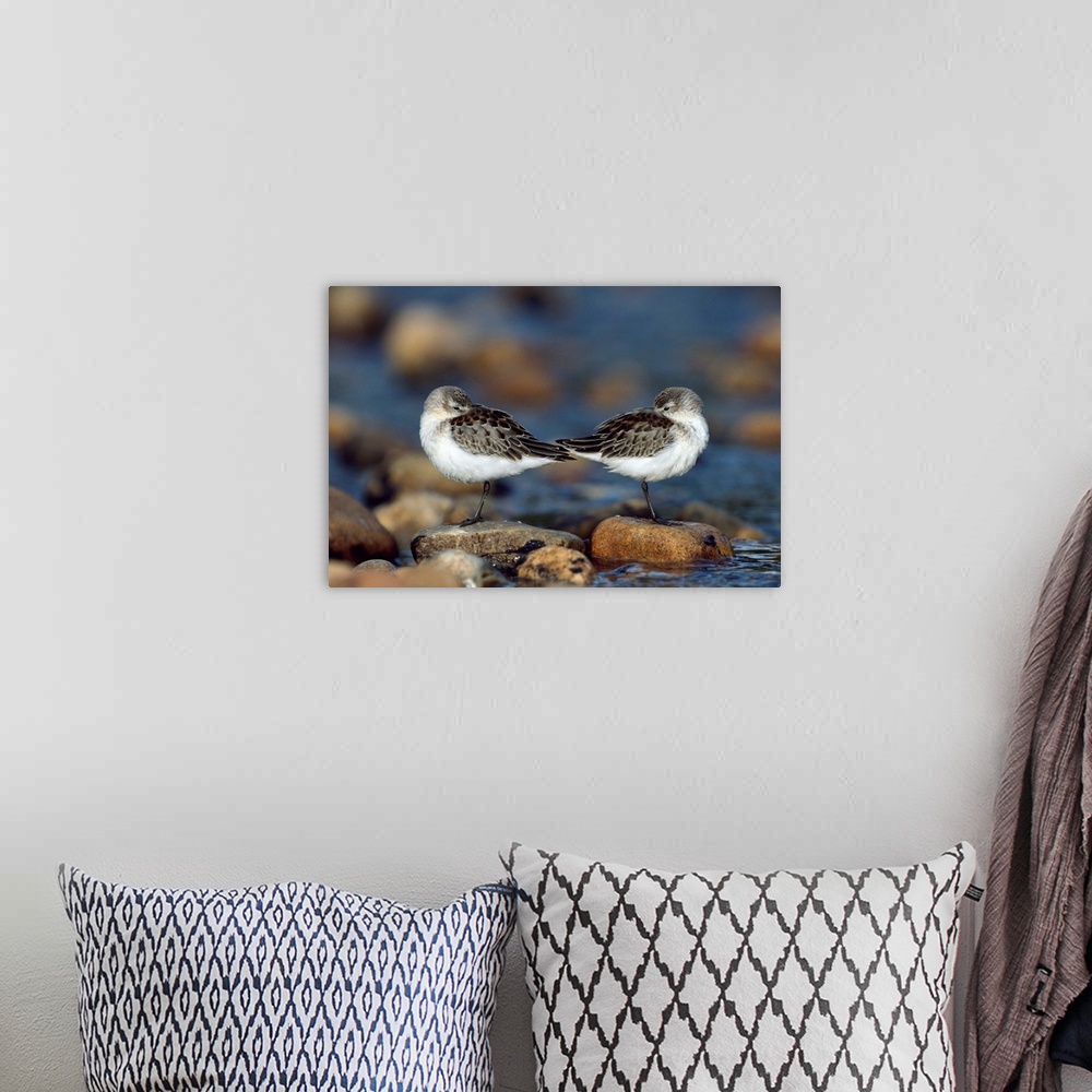 A bohemian room featuring Western Sandpipers pair standing back to back with beaks tucked under wings