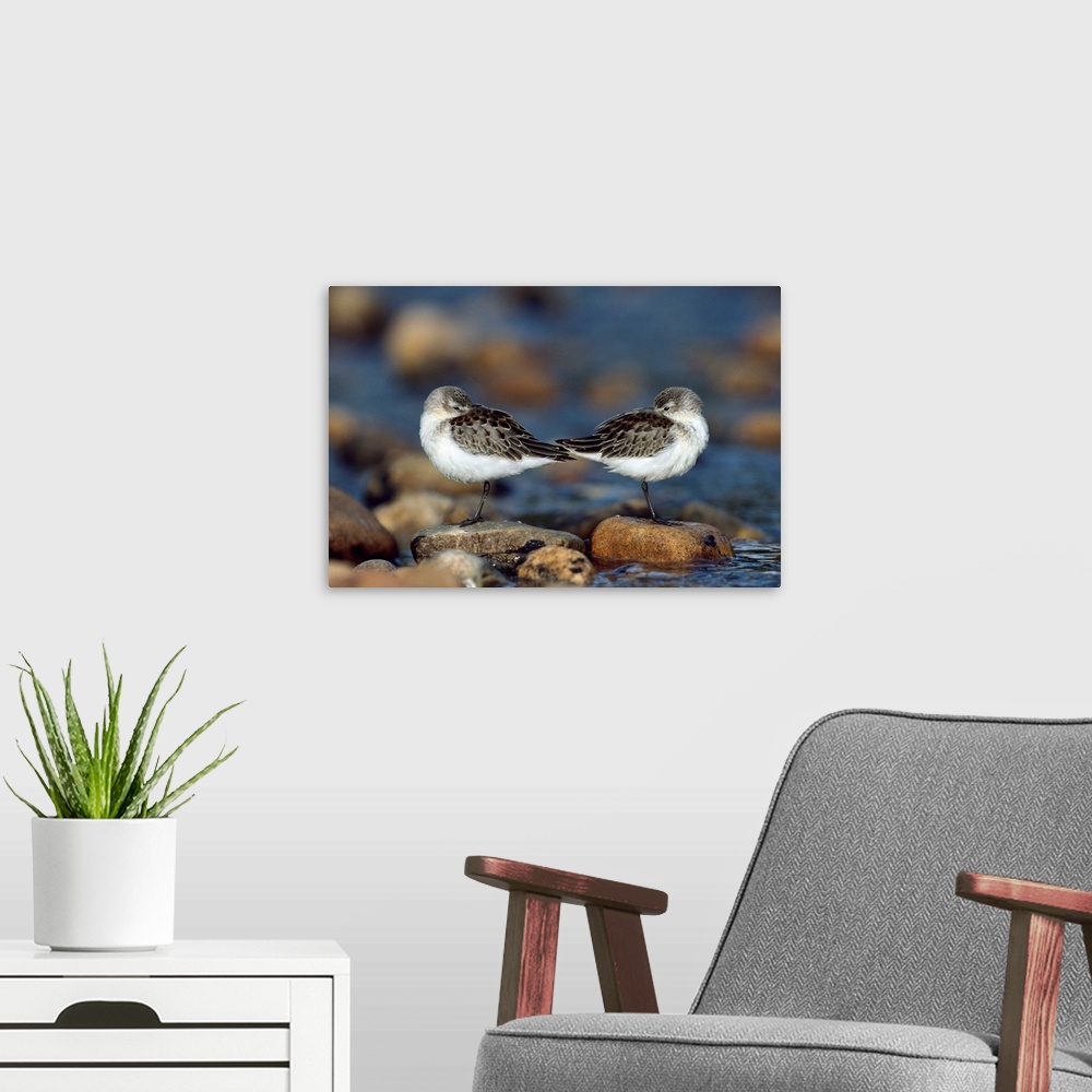 A modern room featuring Western Sandpipers pair standing back to back with beaks tucked under wings