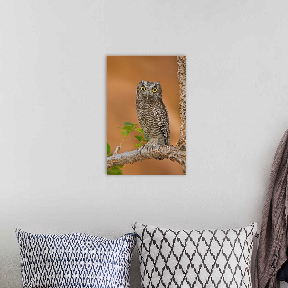A bohemian room featuring Western Screech Owl juvenile, Utah