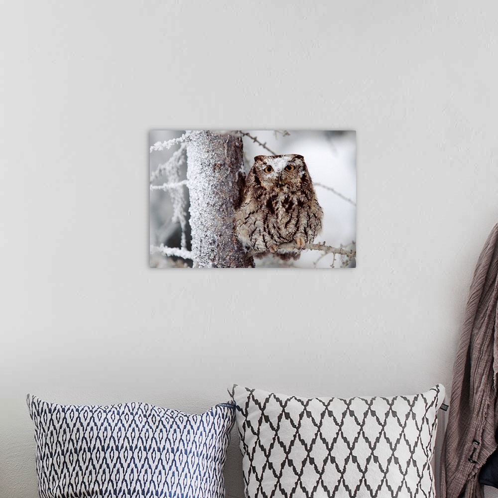 A bohemian room featuring Western Screech Owl perching in a tree with snow on its head, British Columbia, Canada