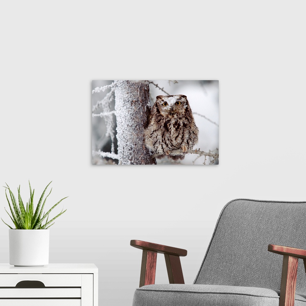 A modern room featuring Western Screech Owl perching in a tree with snow on its head, British Columbia, Canada