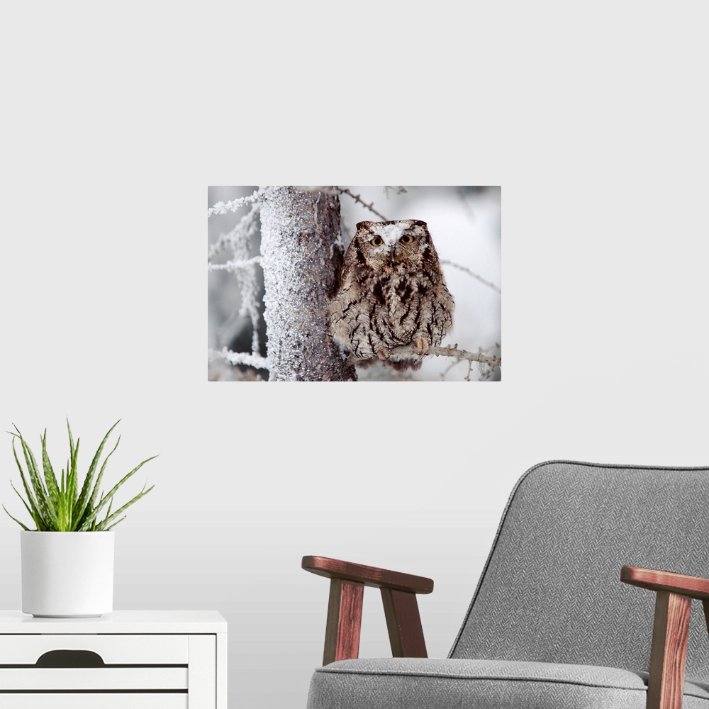 A modern room featuring Western Screech Owl perching in a tree with snow on its head, British Columbia, Canada
