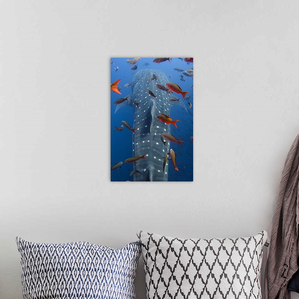 A bohemian room featuring Whale Shark (Rhincodon typus) swimming with other tropical fish, note satellite tag to right of d...