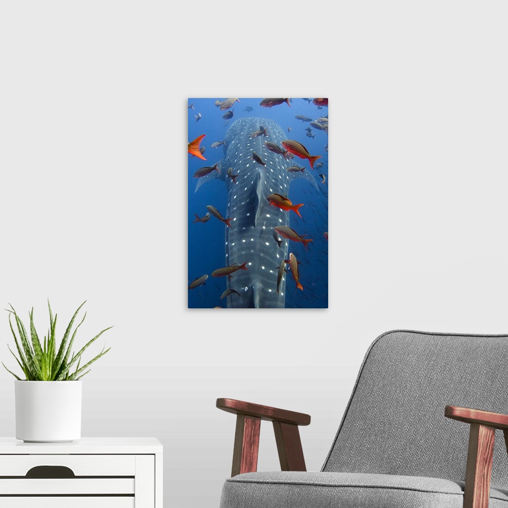 A modern room featuring Whale Shark (Rhincodon typus) swimming with other tropical fish, note satellite tag to right of d...