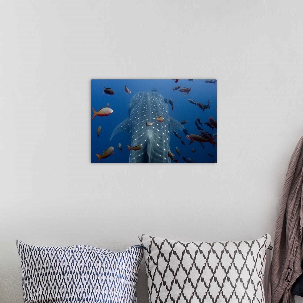 A bohemian room featuring Whale Shark (Rhincodon typus) with PAT (Satellite Tag) (PAT tag means Pop off Archival Tag) These...