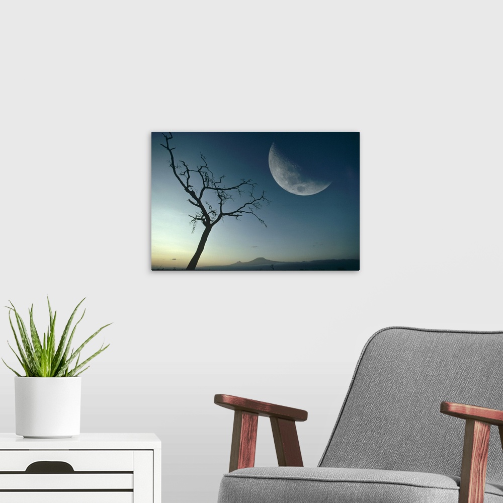 A modern room featuring Whistling Thorn (Acacia drepanolobium) and moon, Amboseli National Park, Kenya