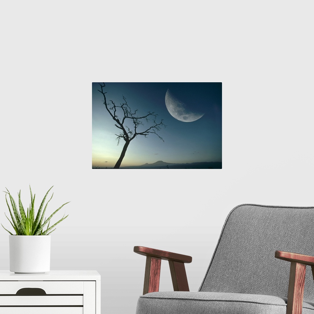 A modern room featuring Whistling Thorn (Acacia drepanolobium) and moon, Amboseli National Park, Kenya