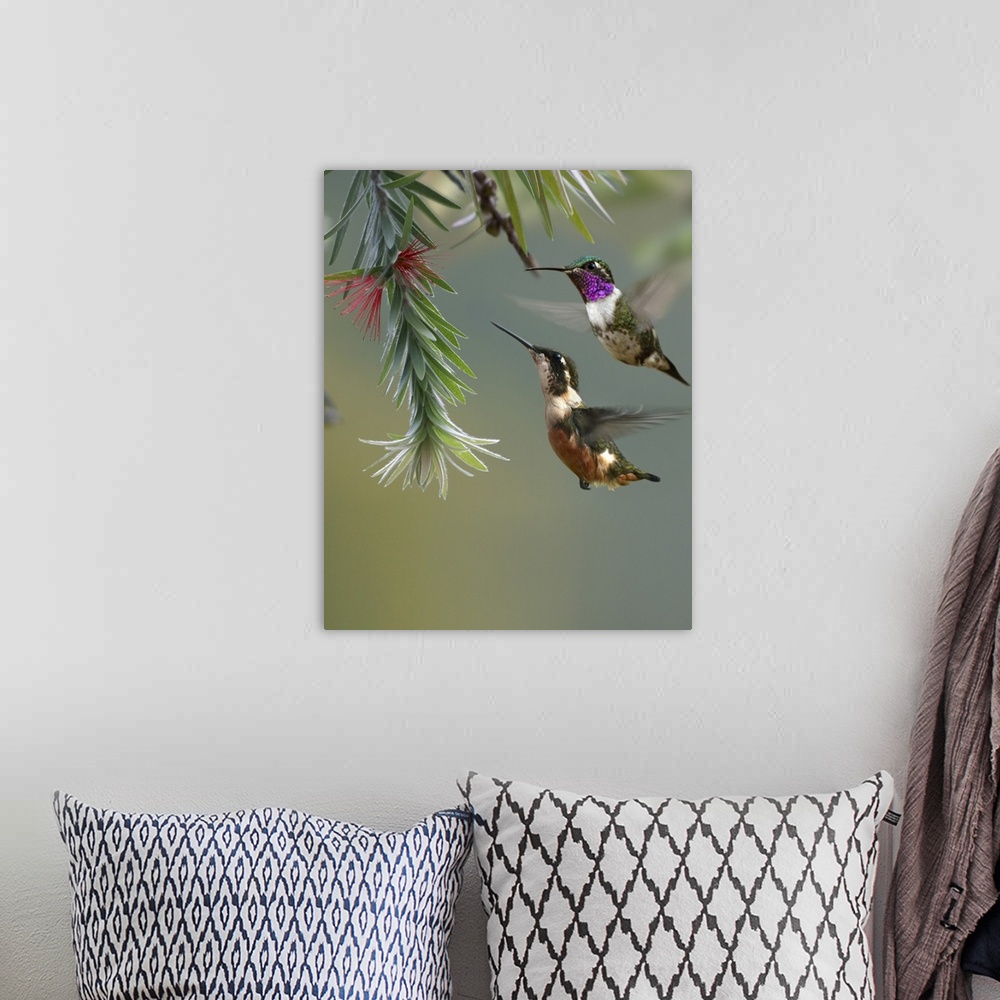 A bohemian room featuring White-bellied Woodstar hummingbird male and female feeding on flower, Costa Rica