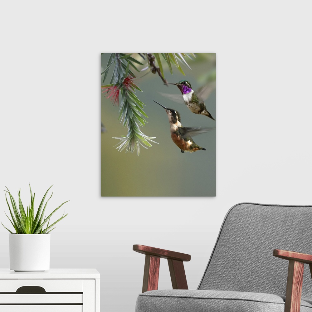 A modern room featuring White-bellied Woodstar hummingbird male and female feeding on flower, Costa Rica