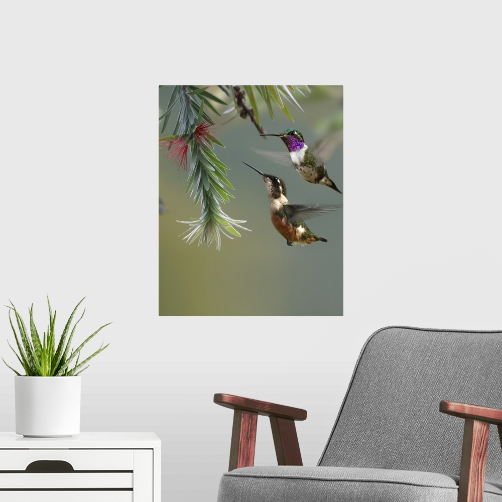 A modern room featuring White-bellied Woodstar hummingbird male and female feeding on flower, Costa Rica