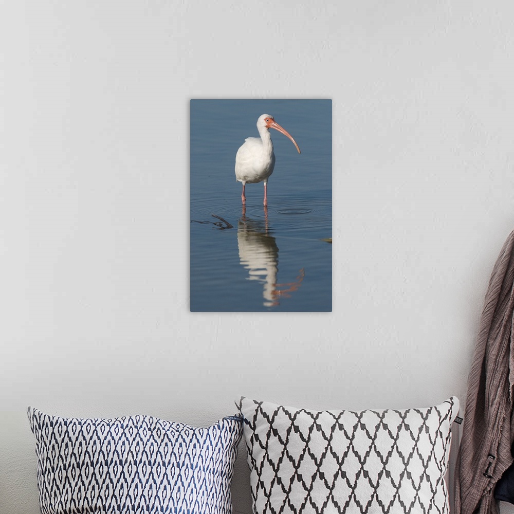 A bohemian room featuring white ibis (Eudocimus albus), Refection, Fort Meyers FL