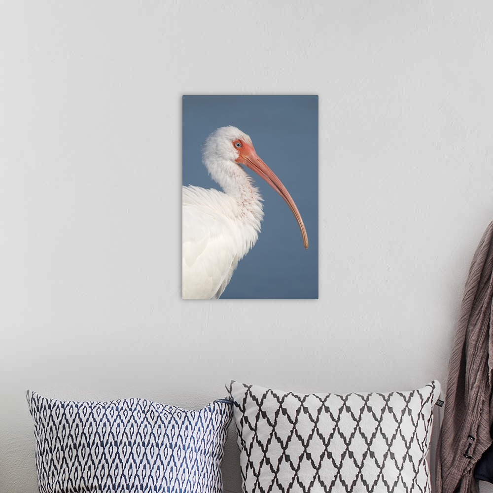 A bohemian room featuring white ibis (Eudocimus albus), Headshot, Fort Meyers FL