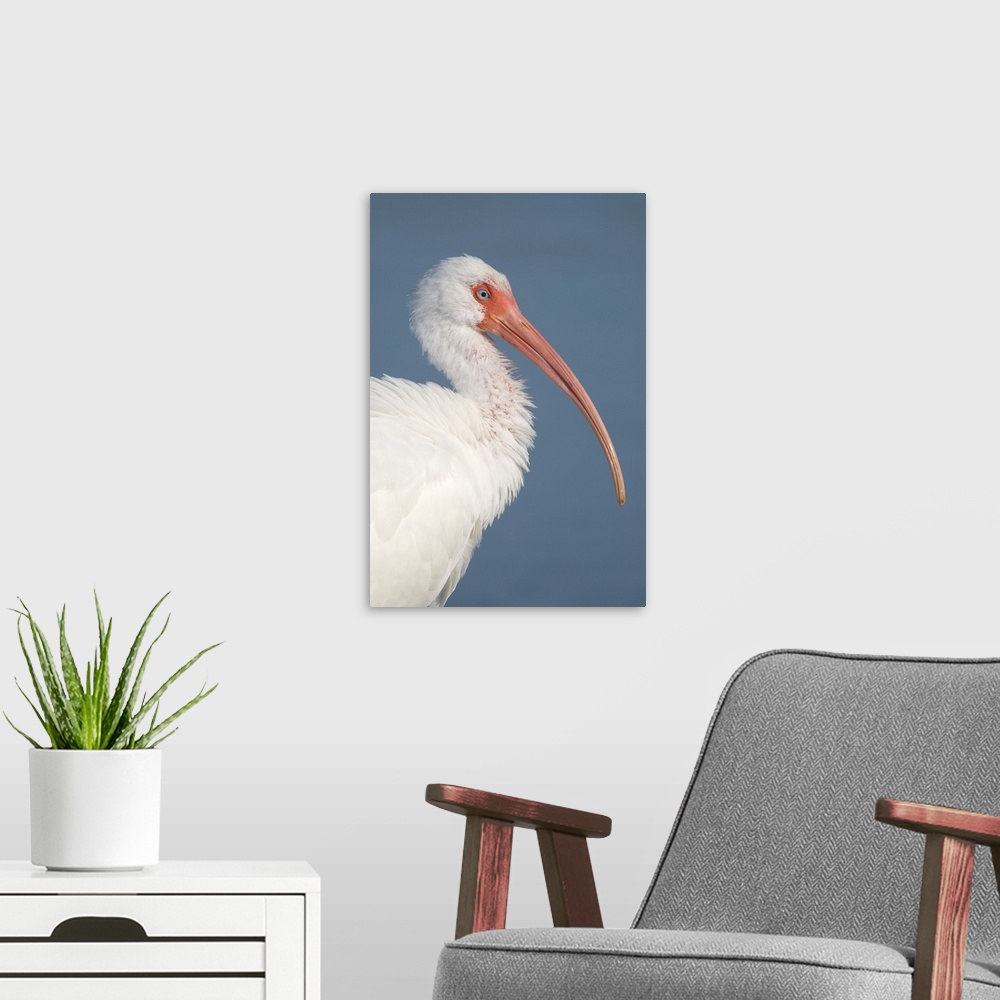 A modern room featuring white ibis (Eudocimus albus), Headshot, Fort Meyers FL