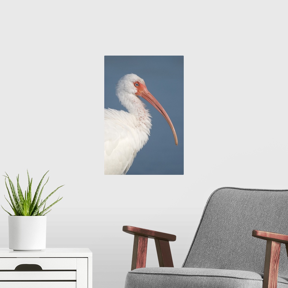 A modern room featuring white ibis (Eudocimus albus), Headshot, Fort Meyers FL