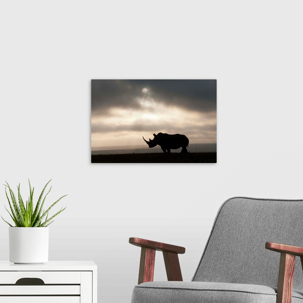 A modern room featuring White Rhinoceros at sunset, Solio Game Reserve, Kenya