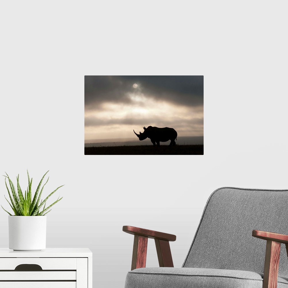 A modern room featuring White Rhinoceros at sunset, Solio Game Reserve, Kenya