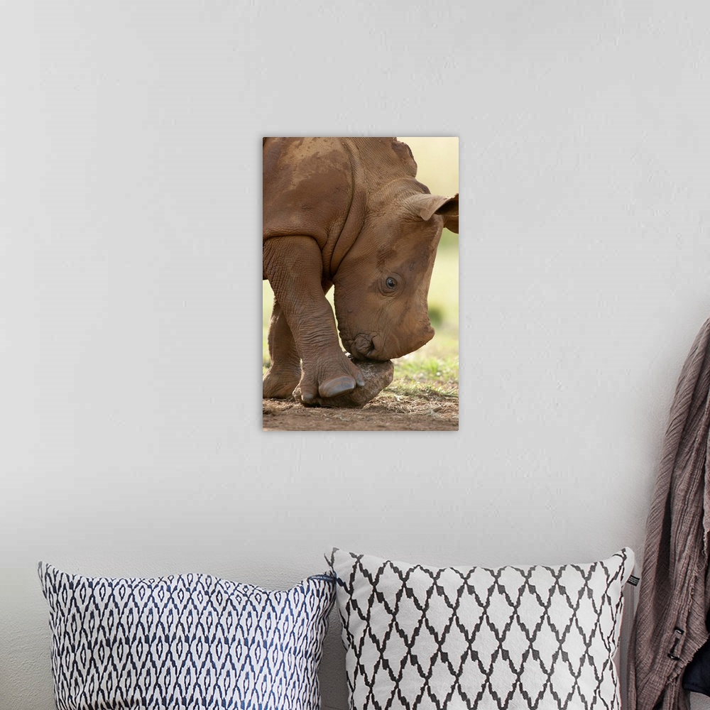 A bohemian room featuring White Rhinoceros calf playing with a rock, South Africa