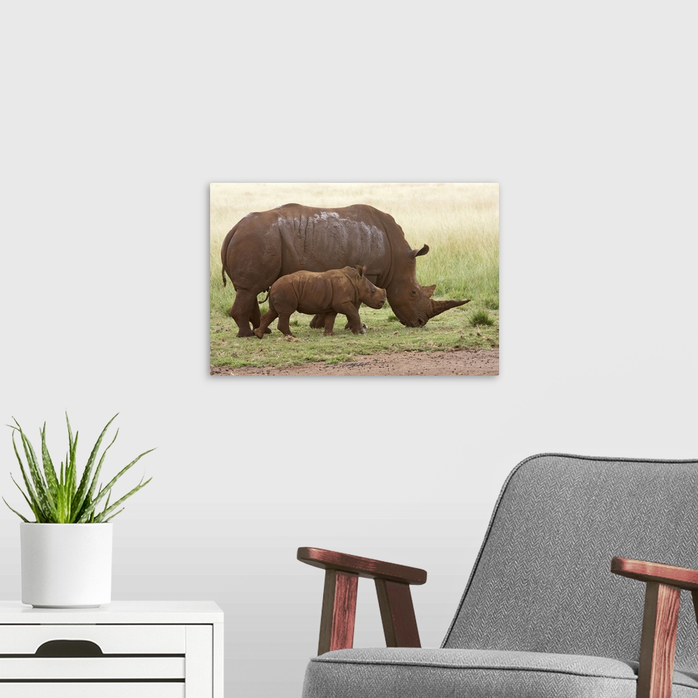 A modern room featuring White Rhinoceros (Ceratotherium simum) mother and calf, South Africa